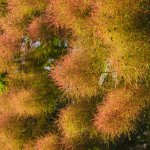 COMBRETUM ERYTHROPHYLLUM