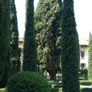 CUPRESSUS SEMPERVIRENS STRICTA