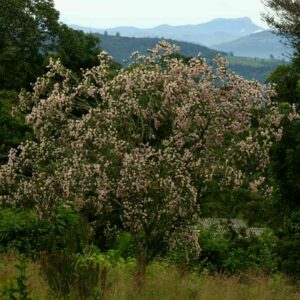 DAIS COTONIFOLIA