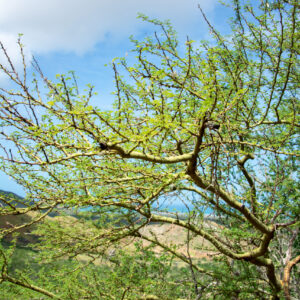 ACACIA TORTILLIS