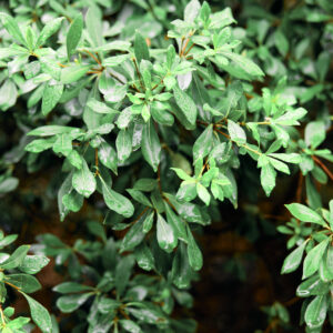PITTOSPORUM VIRIDIFLORUM