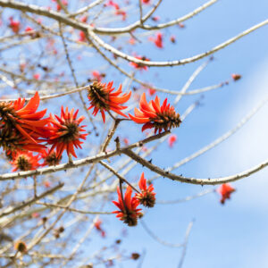 ERYTHRINA LYSISTEMON