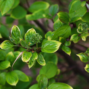 PITTOSPORUM TENUIFOLIUM NIGRESENS