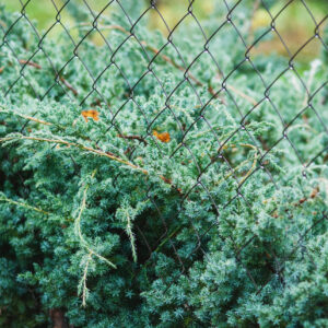 JUNIPERUS SCOPULORUM MOONGLOW