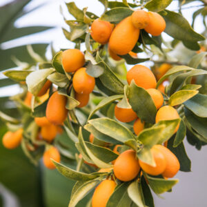 CITRUS KUMQUAT