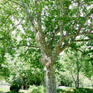 PLATANUS ACERIFOLIA