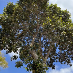 PTAEROXYLON OBLIQUUM (SNEEZEWOOD)