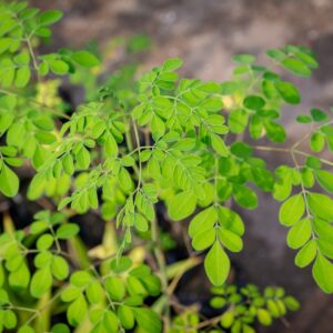 MORINGA OLEIFERA