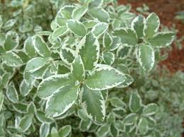 PITTOSPORUM TENUIFOLIUM DEBORAH