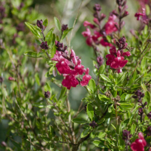 INDIGOFERA FRUTESCENS