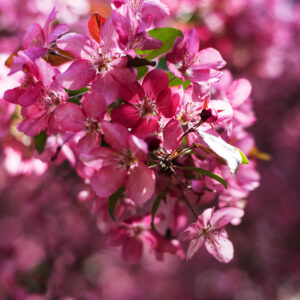 MALUS PURPUREA (PINK)