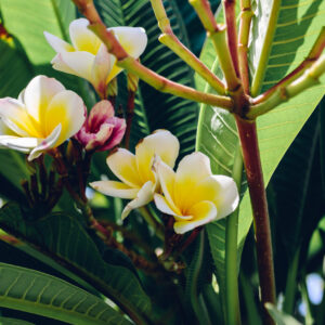PLUMERIA (FRANGIPANI)